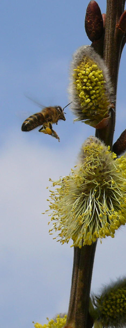 Bild Quelle: Erhard H�rtl,. Biene im Anflug auf Blüte